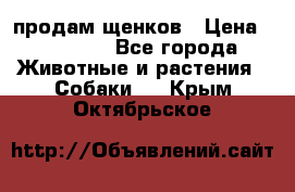 продам щенков › Цена ­ 15 000 - Все города Животные и растения » Собаки   . Крым,Октябрьское